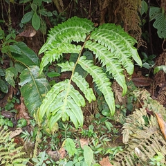 Gymnosphaera podophylla
