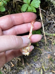 Monotropa hypopitys
