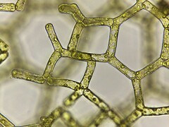 Hydrodictyon reticulatum