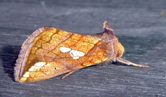 Plusia putnami