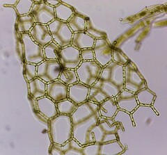 Hydrodictyon reticulatum