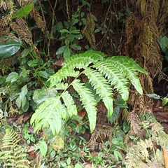 Gymnosphaera podophylla