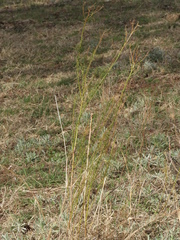 Baccharis ulicina
