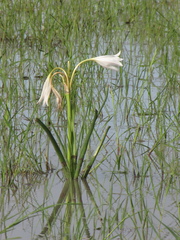 Crinum rautanenianum