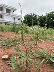 Croton bonplandianus