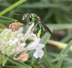 Augochloropsis metallica