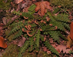 Asplenium ceterach