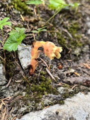 Monotropa hypopitys