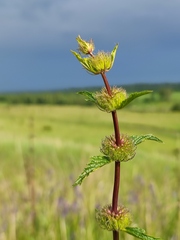 Phlomoides tuberosa
