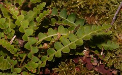 Asplenium ceterach