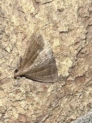 Zanclognatha jacchusalis