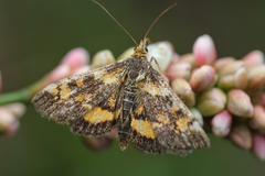 Pyrausta