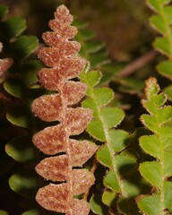 Asplenium ceterach