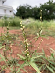 Croton bonplandianus