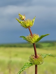 Phlomoides tuberosa