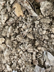 Gryllodes sigillatus