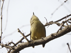 Stigmatura budytoides