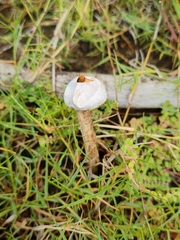 Tulostoma