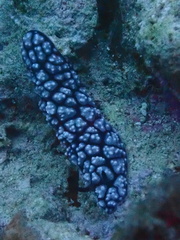 Phyllidiella