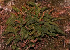 Asplenium ceterach