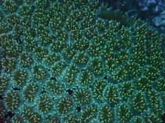 Galaxea fascicularis