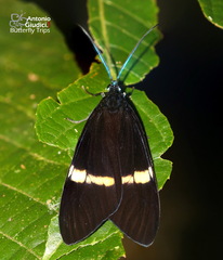 Eucorma obliquaria