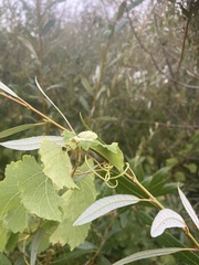 Vitis californica