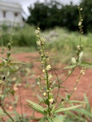 Croton bonplandianus
