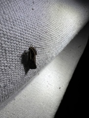 Acrolophus popeanella