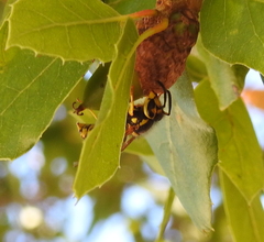 Vespula pensylvanica