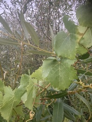 Vitis californica