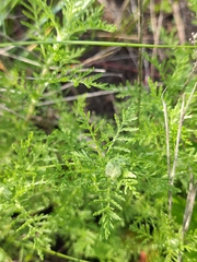 Achillea nobilis