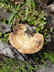 Trametes