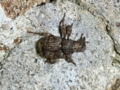 Conotrachelus posticatus