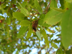 Vespula pensylvanica