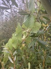 Vitis californica