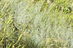 Artemisia dracunculus glauca