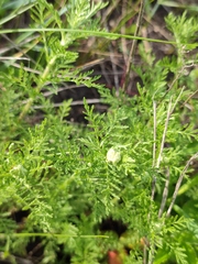 Achillea nobilis