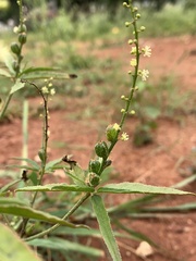 Croton bonplandianus