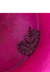 Crotalus atrox