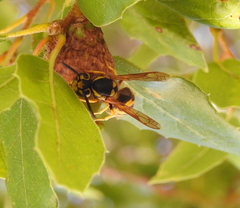 Vespula pensylvanica