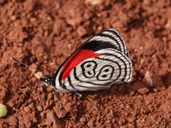 Diaethria clymena
