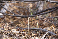 Pterostylis setulosa