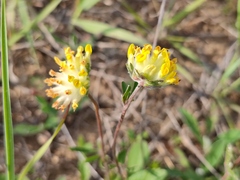 Anthyllis vulneraria polyphylla
