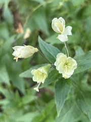Epilobium luteum