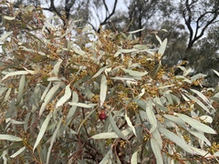 Eucalyptus largiflorens