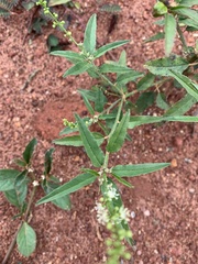 Croton bonplandianus