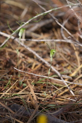 Pterostylis setulosa