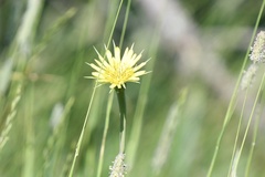 Tragopogon dubius