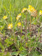 Anthyllis vulneraria polyphylla